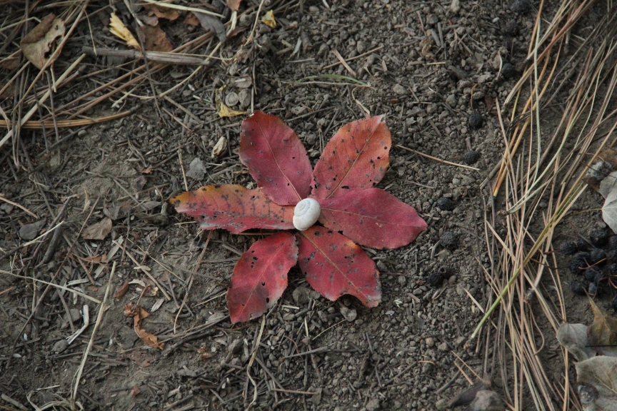 Leaves & Shell = Flower