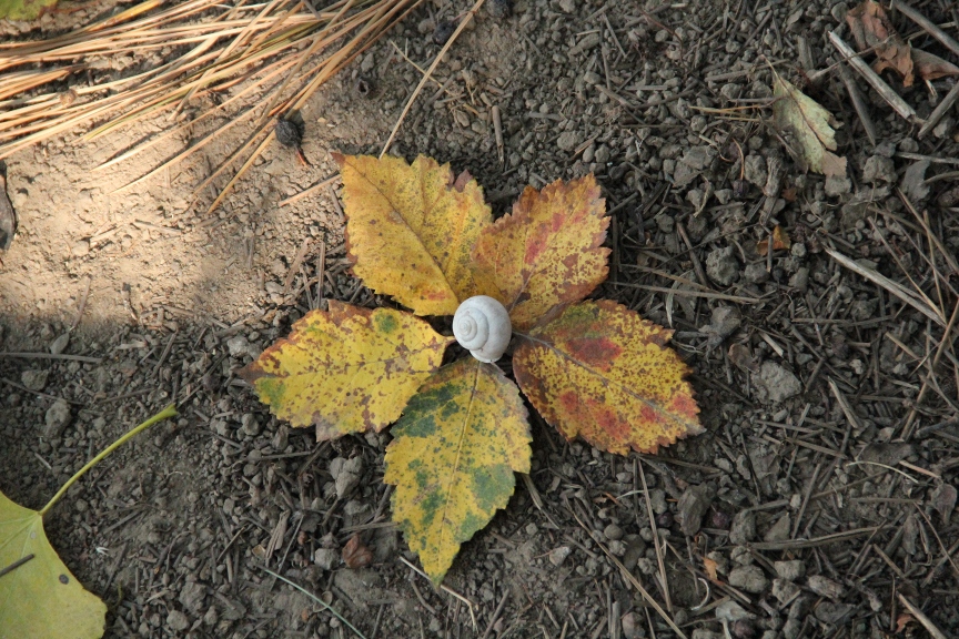 Leaves & Shell