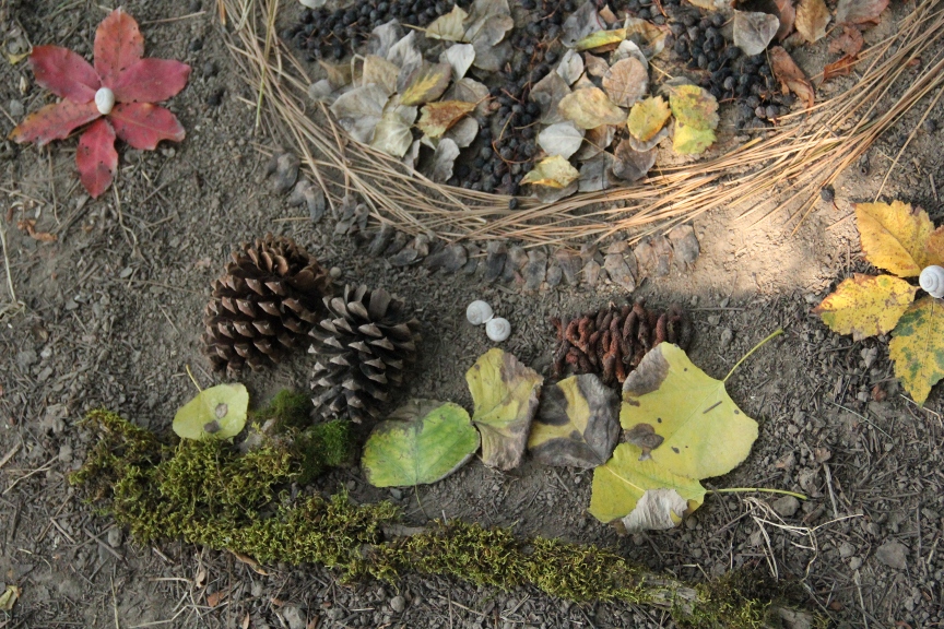 Male & Female, cones of pine
