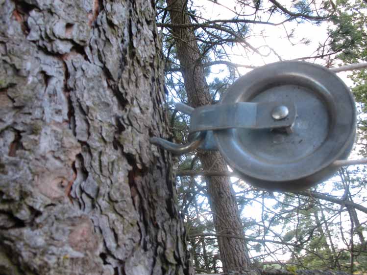 the pulley at the pine tree